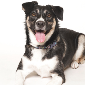 Fundraising Page: Lori Lachnicht